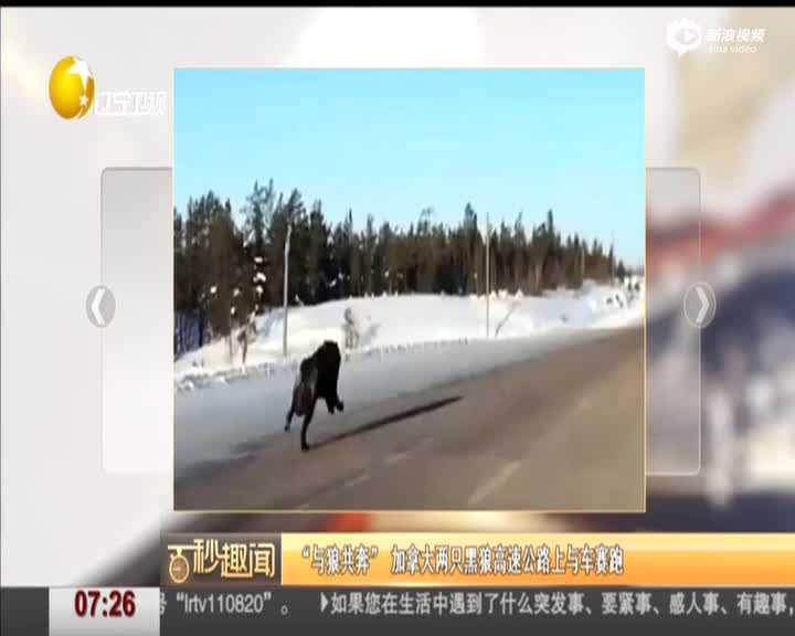  加拿大两只黑狼高速公路上与车赛跑