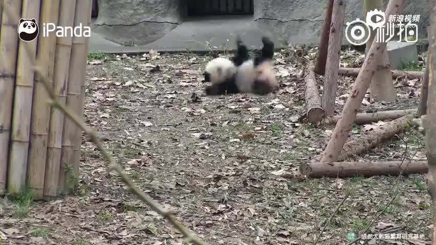 熊猫宝宝生起气来连自己都摔！ 
