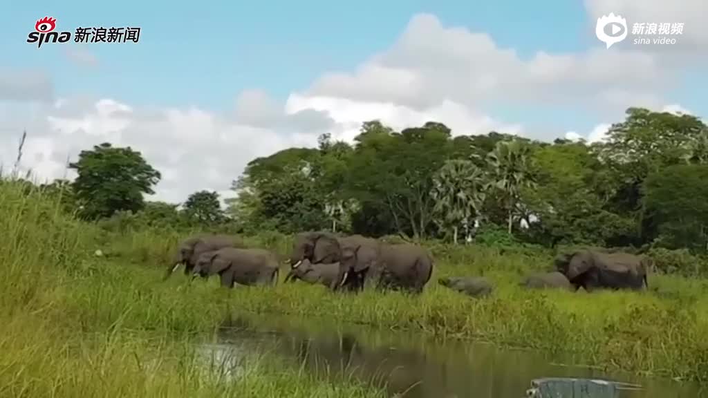 现场：小象被偷袭咬住鼻子 大象与鳄鱼殊死搏斗 