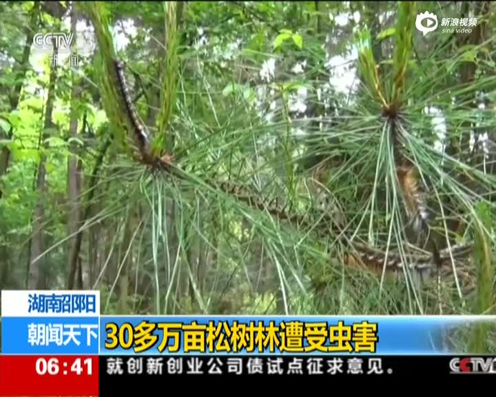 湖南邵阳:30多万亩松树林遭受虫害