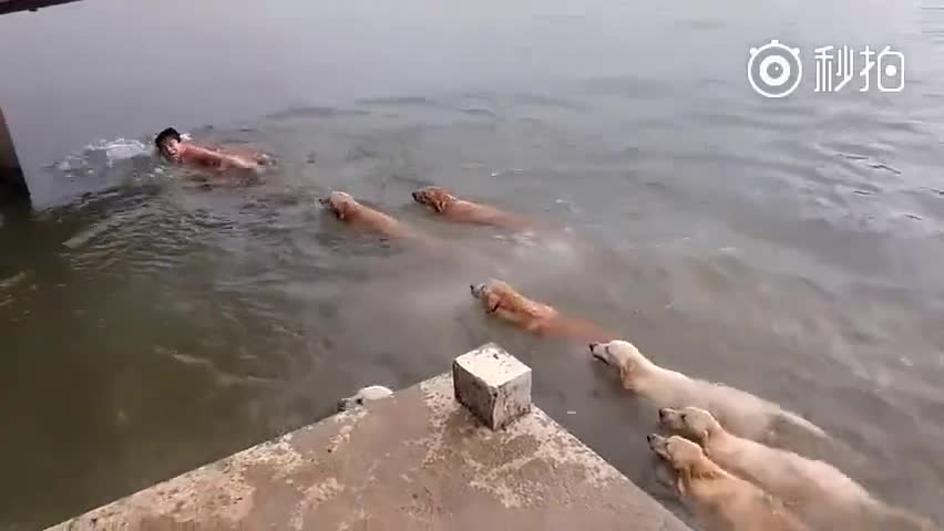 泰国一小哥在河里游泳,家里养的12只金毛以为主人溺水