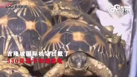现场：机场抓获走私犯 拯救数百只濒危乌龟  