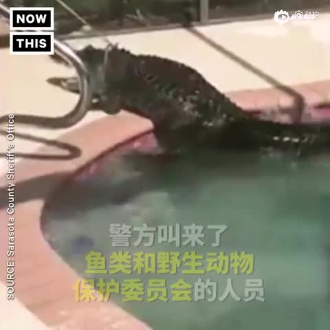 自家泳池突现2米长短吻鳄 警察赶到活捉