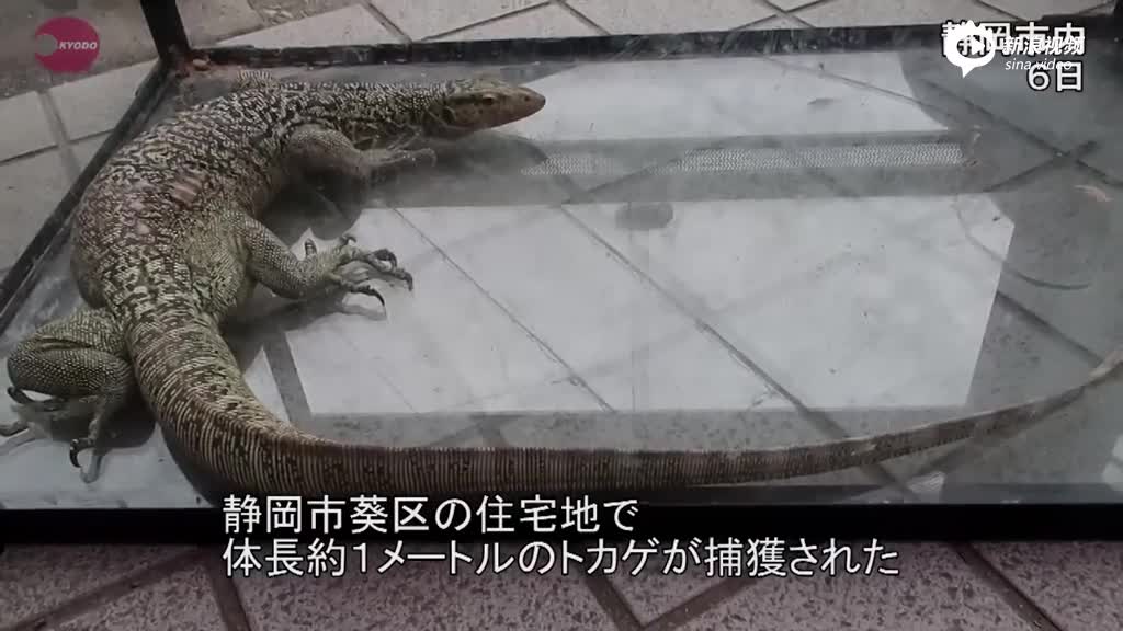 日本男子饲养巨型蜥蜴逃跑 街上散步被捕获