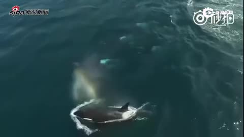 现场：美国海域鲸鱼集体出动 喷出美丽彩虹