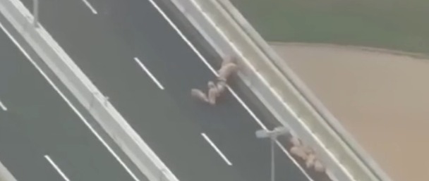 日本19头猪在高速逃跑 走着走着睡着了