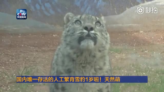天然萌！国内唯一存活的人工繁育雪豹1岁啦
