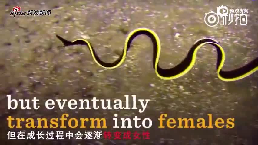神奇！丝带鳗鱼生命以男性开始 成长中变女性 