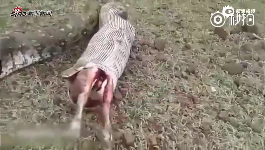 印度巨蟒生吞麋鹿 因无法咀嚼又将其吐出