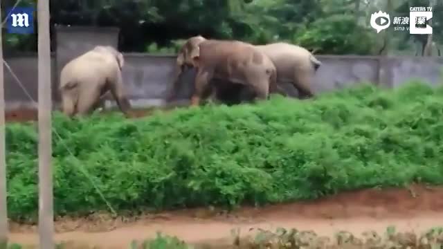 印度三头大象遭驱赶 合力推倒围墙逃走