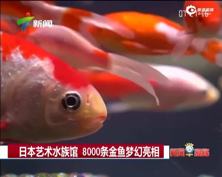 日本艺术水族馆8000条金鱼梦幻亮相