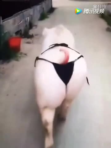 妖娆猪,辣眼睛!笑的我脸疼!