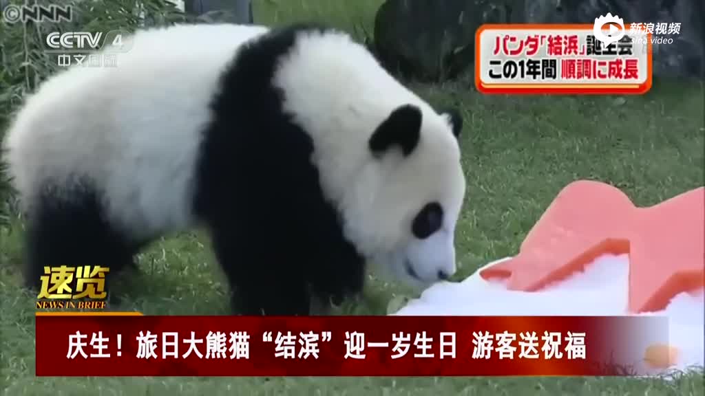 旅日大熊猫“结滨”迎一岁生日  游客送祝福