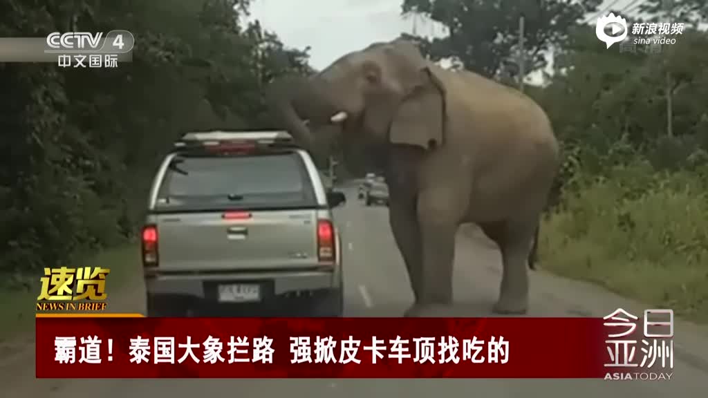 泰国大象拦路 强掀皮卡车顶找吃的