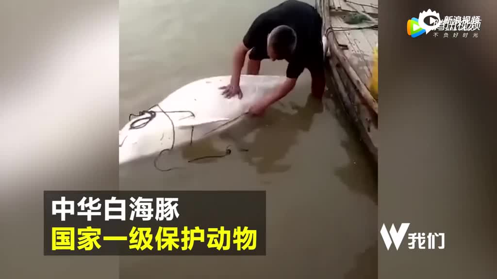 实拍男子海滩上切割中华白海豚 已被抓获