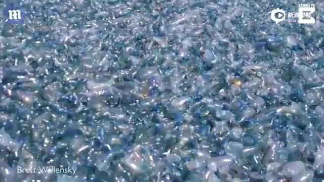 上万只水母扎推澳洲海滩 密密麻麻如蓝色地毯