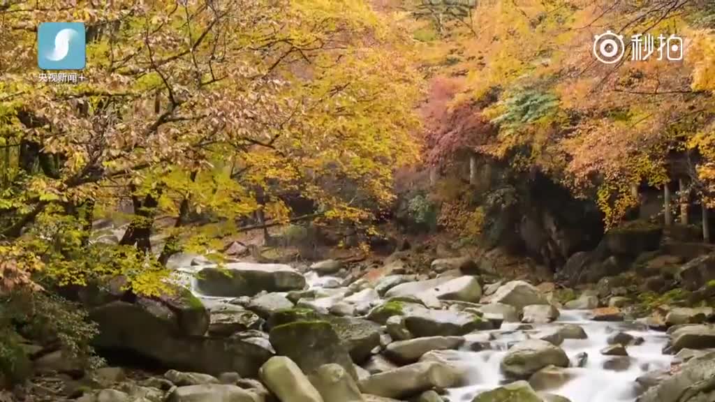 标签: 简介: 四川巴中南的光雾山景区拥有830平方公里的红叶景观带,其图片