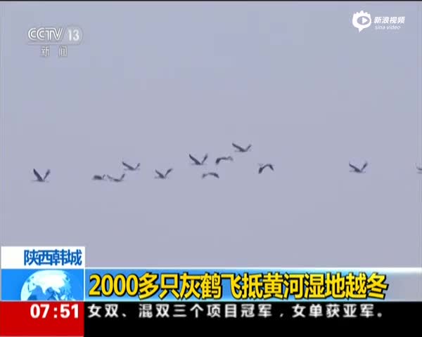 陕西2000多只灰鹤飞抵黄河湿地越冬