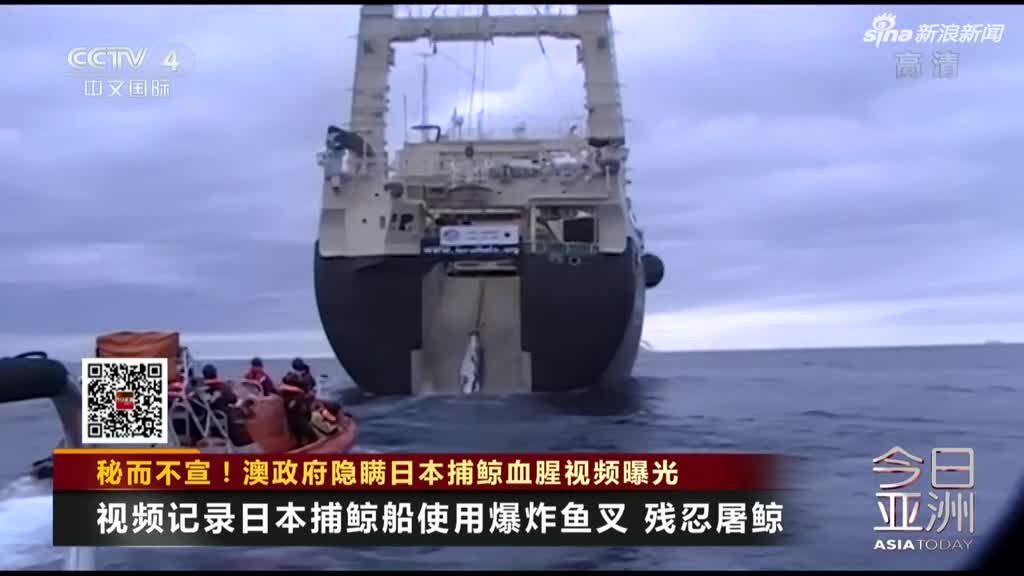 日本9年前捕鲸血腥视频曝光 澳政府隐瞒引众怒