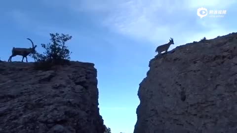 羚羊一家子排队跳过悬崖 看的人手心冒汗
