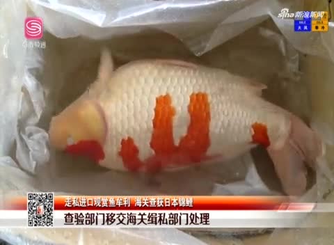 深圳海关截获日本名贵锦鲤:最长达1米色彩