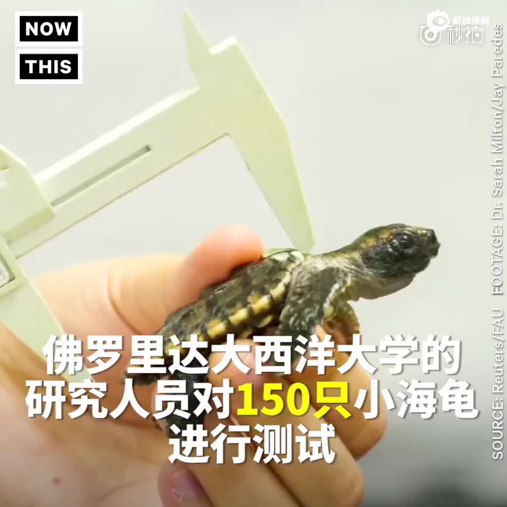 为研究海龟惊人的耐力 科学家将海龟放上跑步机