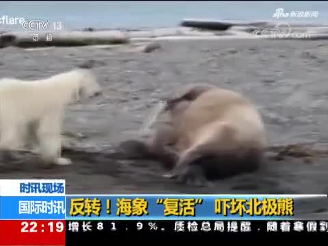 反转！海象“复活”吓坏觅食北极熊