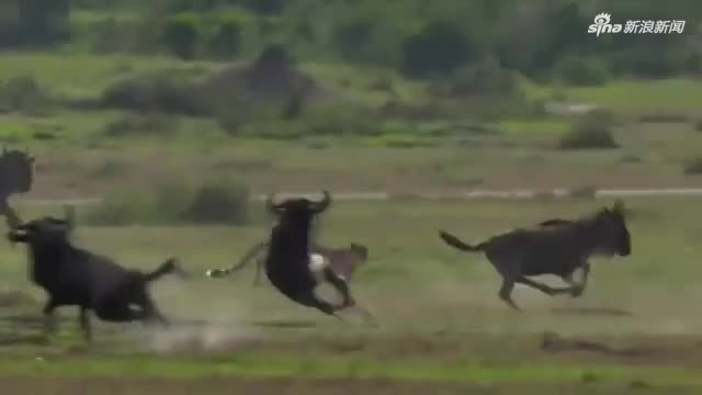 罕见5只猎豹集体捕杀角马