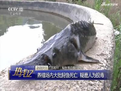 广东和平：鲟鱼死亡事件调查