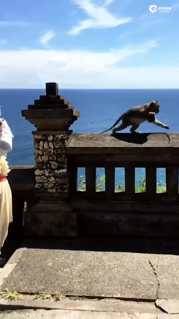 视频：女游客专心拍美景 身后猴子一把抢走手机