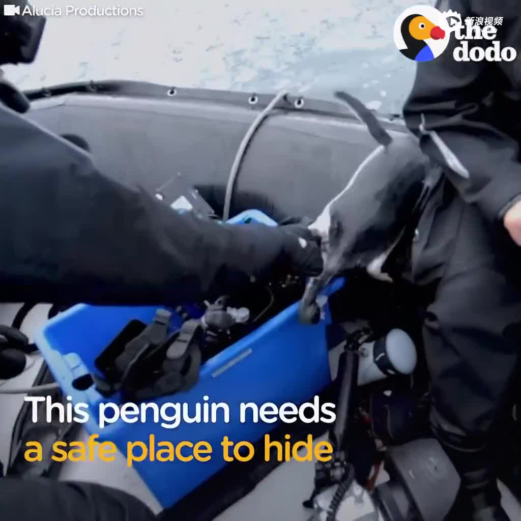 视频：企鹅逃避海豹追捕 慌乱中跳上船