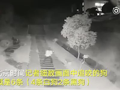 视频丨恐怖！湘潭大学女生深夜被6条狗追咬 事后保卫处24小时捕捉流浪狗