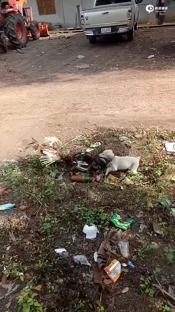 视频：泰国两只鸡打架 小狗扯尾巴拉架