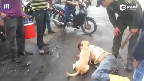 视频：主人喝醉倒在路边 狗狗贴身守护防止被欺