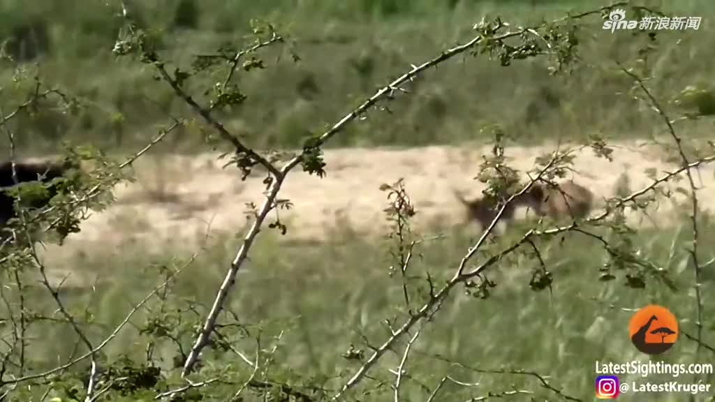 视频：狮子围捕蜥蜴 被水牛顶飞 空中翻转数圈