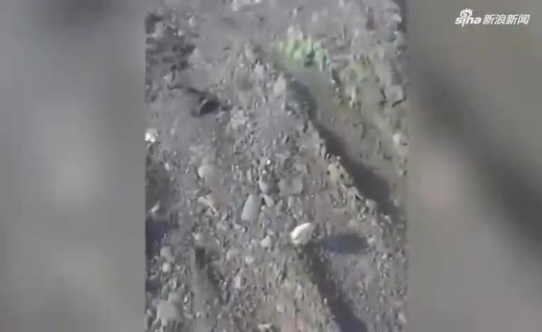 视频：神奇！鸡蛋被扔到垃圾场 孵出数百只小鸡