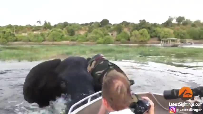 惊险一幕！游客近距离拍摄大象 遭攻击险翻船