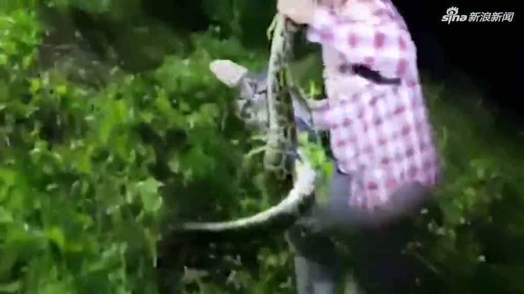 视频：短吻鳄遭巨蟒缠身险丧命 捕蛇人出手救下