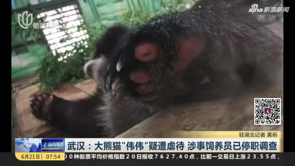 视频：武汉一大熊猫“伟伟”疑遭虐待 涉事饲养员已
