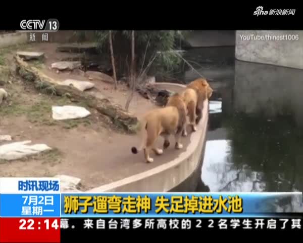 视频：尴尬！狮子遛弯走神 一脚踩空掉进水中