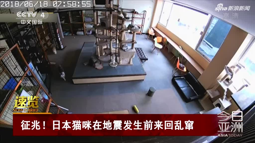 监控视频：日本地震来临前 20多只猫咪屋内乱窜