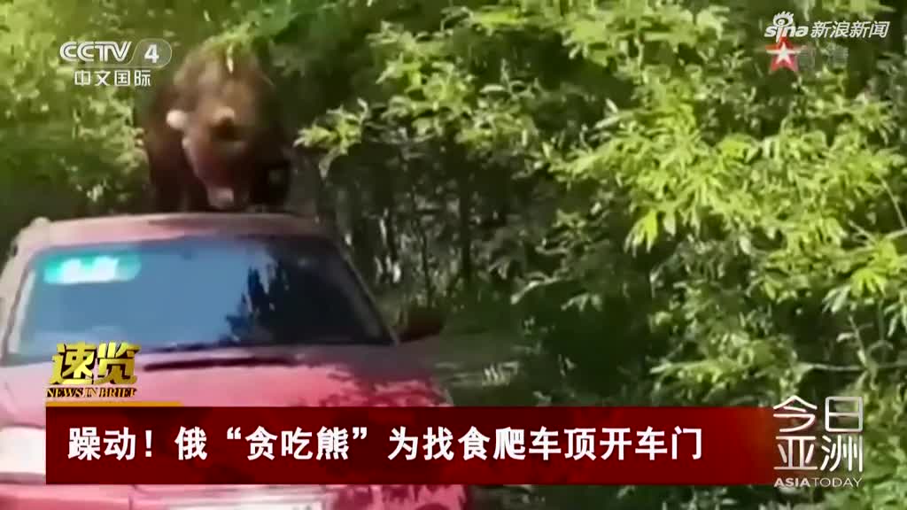 视频：俄“贪吃熊”为找食物 爬车顶又开车门