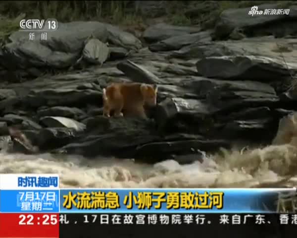 视频：4个月大小狮子过河 勇敢跨越湍急流水
