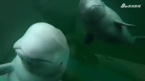 视频：惊喜！摄影师冲浪遇白鲸 兴奋下水与鲸同游