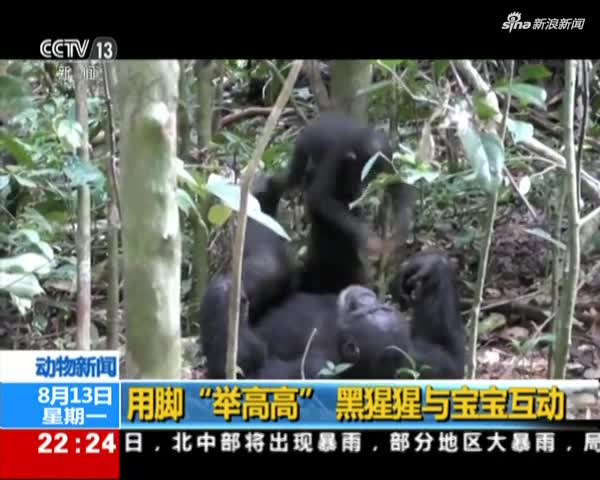 视频：黑猩猩与宝宝有爱互动 用脚“举高高”