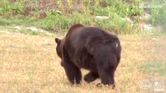 视频：棕熊被当展品囚笼17年 首次踏出户外自在玩
