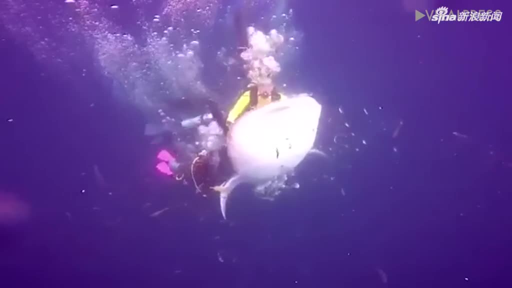视频：怒！印尼一游客潜水骑在鲸鲨背上拍照  已被