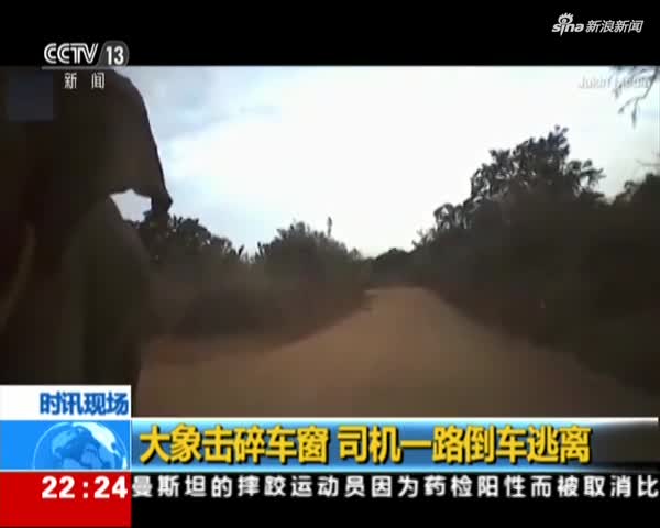 视频：大象击碎车窗  司机一路倒车逃离