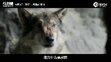 视频：《阿尔法：狼伴归途》终极预告 狼伴人归上演远古传奇