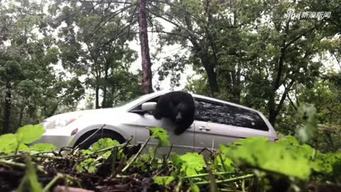视频：后怕！黑熊藏身驾驶位 一秒破窗而出吓坏车主